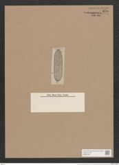 Navicula advena A.Schm. (de-Toni-Nr.: Genus 1, Species 295) Zeichnungen Sammlung Grunow Nr. 670 (NHMW-BOT-W0367042)